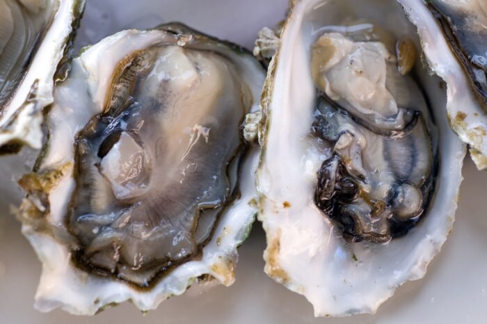 Vibrio Outbreak oysters recall