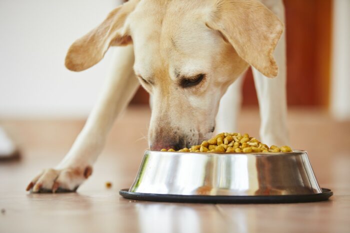 recall on fromm dog food