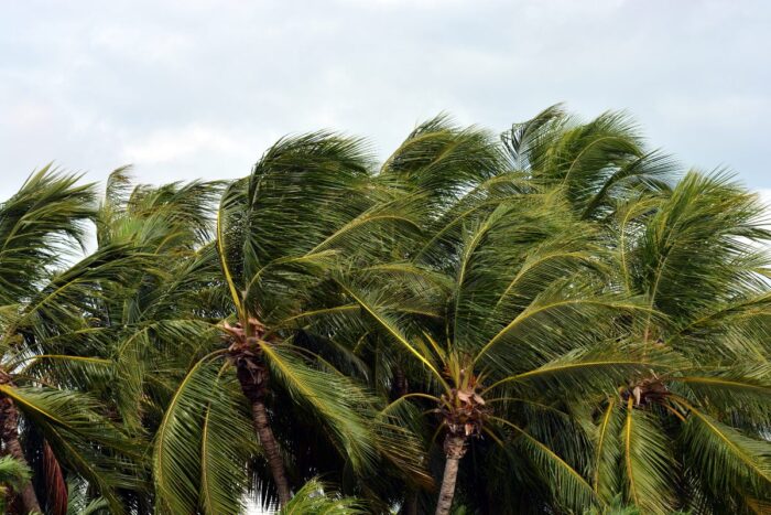 Wind blows the tops of palm trees - Castle & Cooke - Waikoloa
