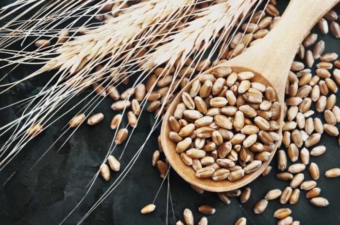 Wheat grains in wooden spoon on wheat ears plants background,