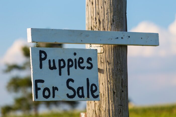 A Puppies For Sale sign