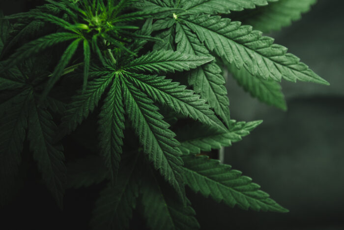 Marijuana leaves, cannabis on a dark background, beautiful background.