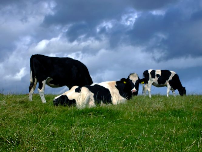 Three cows in field of grass under a dark, cloudy sky - Fairlife milk class action settlement
