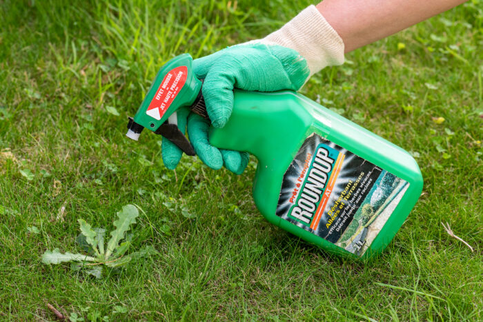 Gardener using Roundup herbicide in a french garden.