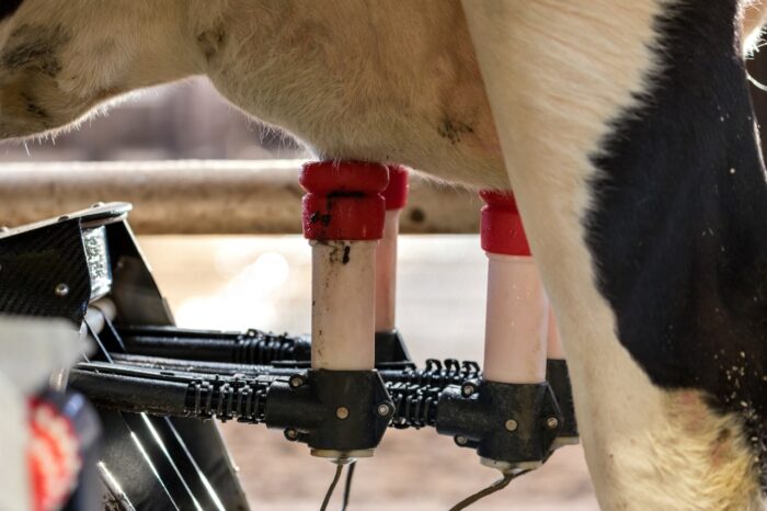 Holstein Friesian cattle in milking robot