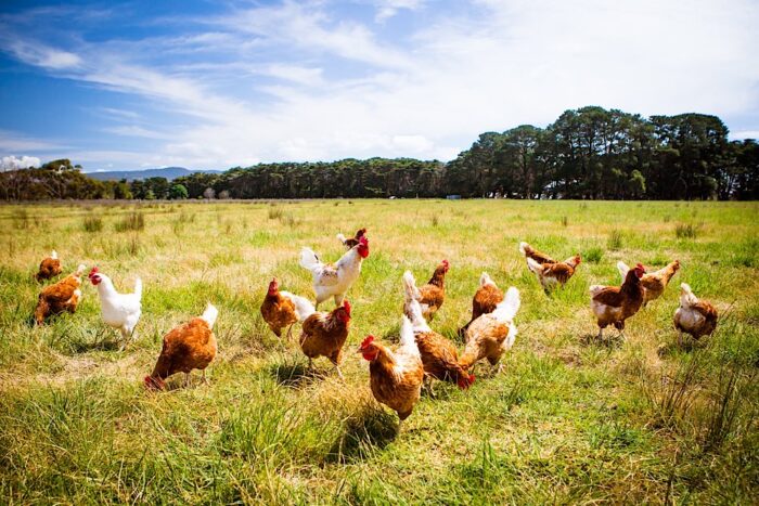 A flock of chickens roam freely in a lush green paddock.
