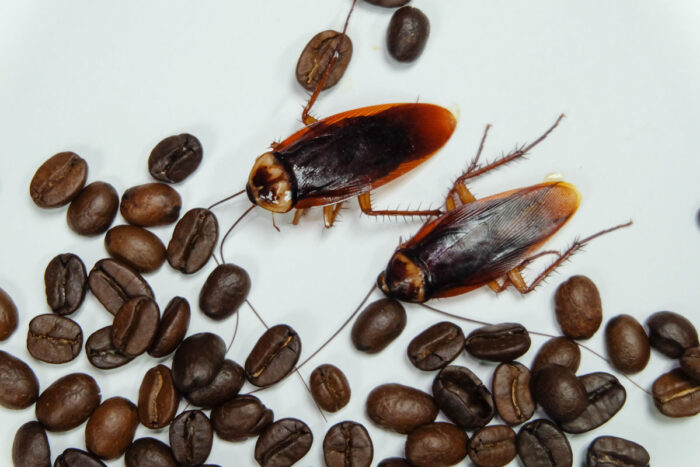 Cockroaches eat coffee beans on a white background.