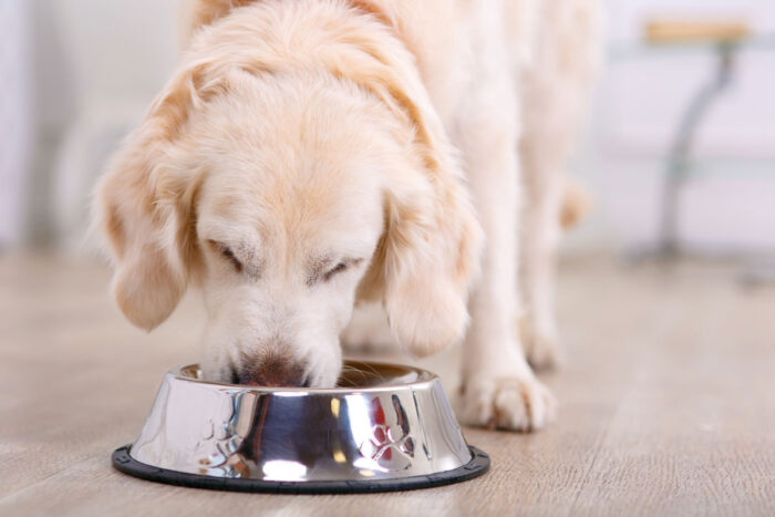 Cute yellow fluffy dog eating from a dog bowl - zignature dog food lawsuit, pet food settlement