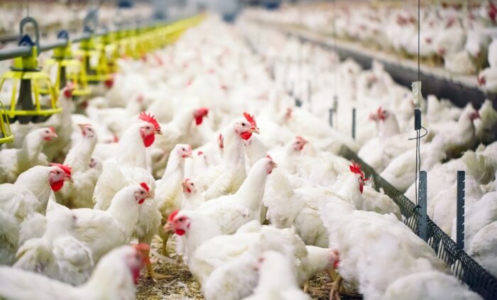 Chickens eat at an indoor chicken farm - koch chickens, broiler growers antitrust settlement, chicken class action lawsuit