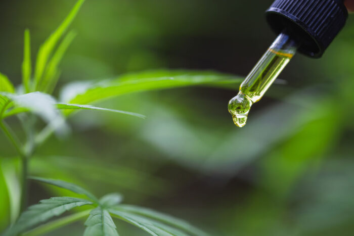 CBD hemp oil, Hand holding bottle of Cannabis oil against Marijuana plant.