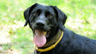 Portrait of a dog in yellow anti flea dog collar.