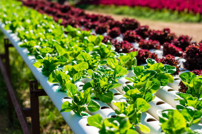 Close up of food being grown at a hydroponic farm.