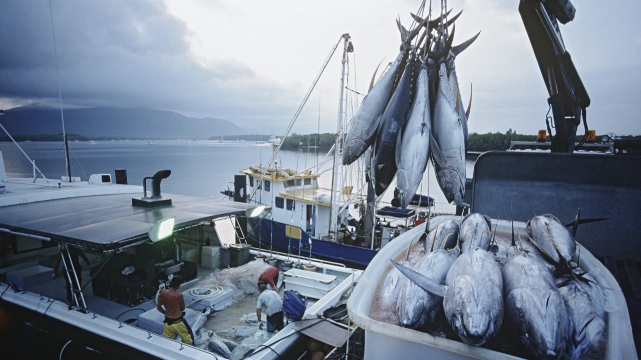 class actio tuna class actio tuna