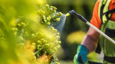 Gardener spraying pesticides