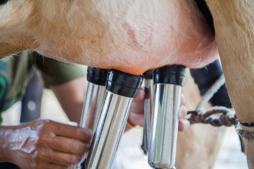 Close up of a milking machine on cow utters, representing the Lely A4 milking system defect class action lawsuit settlement.