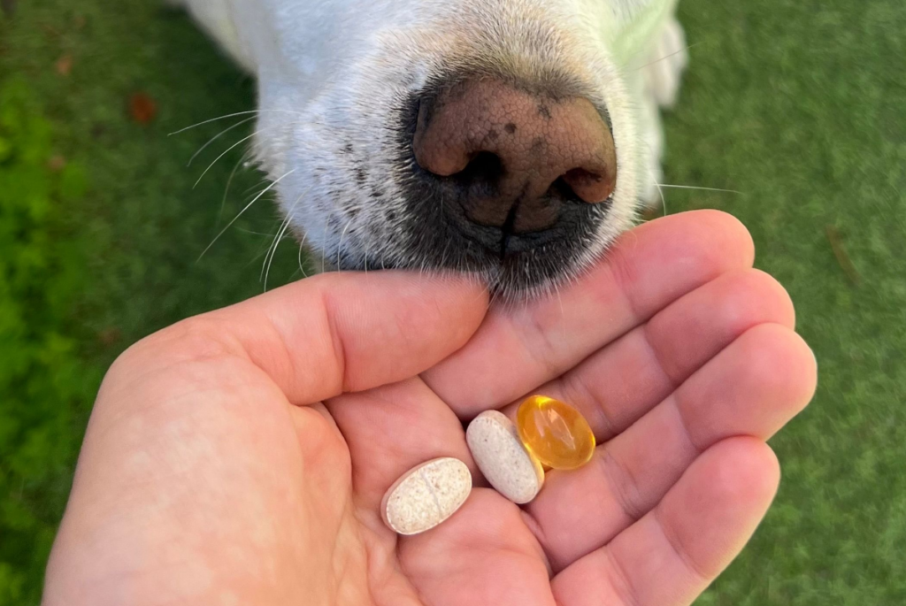 A hand feeding vitamins to dog, representing the Omega-3 pet supplement recall