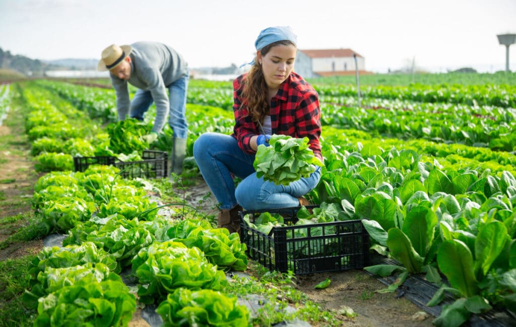 https://s40123.pcdn.co/wp-content/uploads/2023/04/listeria-lettuce-1024x649.jpeg