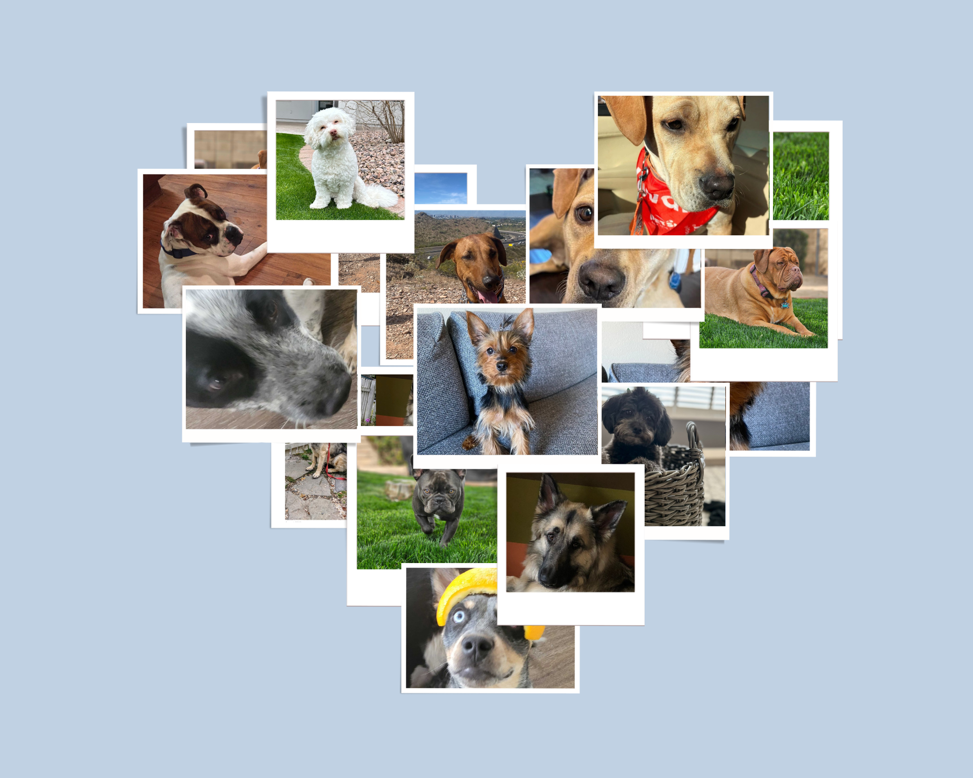 A heart-shaped collage of the dogs belonging to Top Class Actions team members, in honor of National Rescue Dog Day.