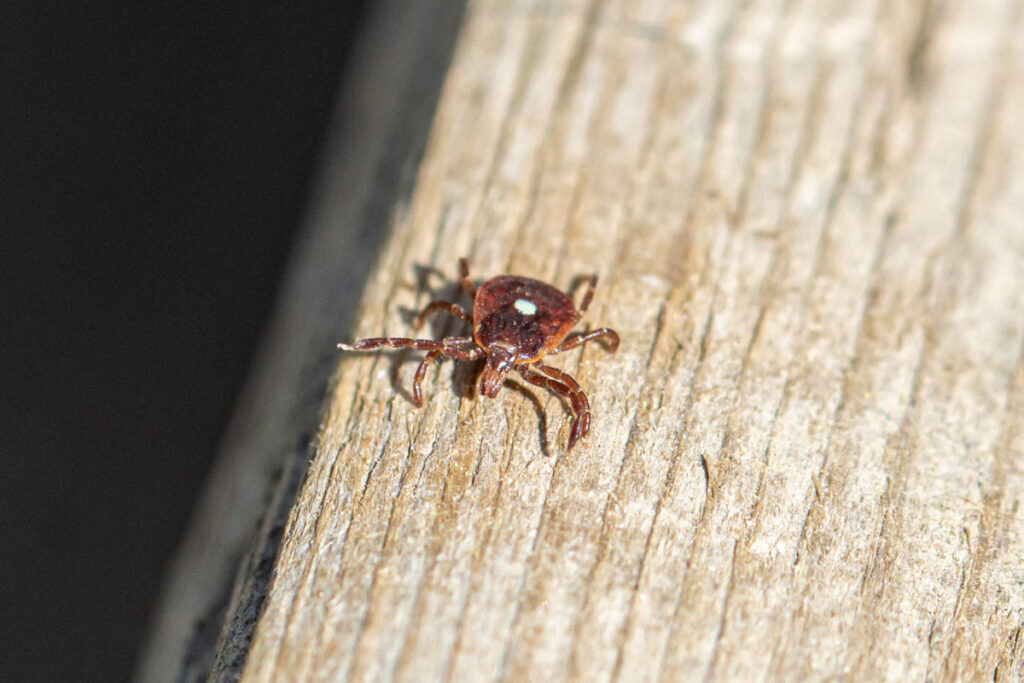 Close up of a lone star tick, representing alpha-gal syndrome, or tick bite meat allergy.