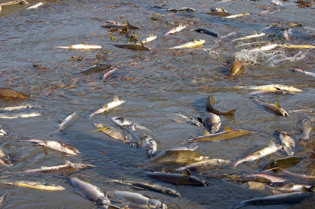 Salmon floating at the top of a lake, representing tribes asking the EPA to ban a tire chemical tha t may have an effect on the salmon population.