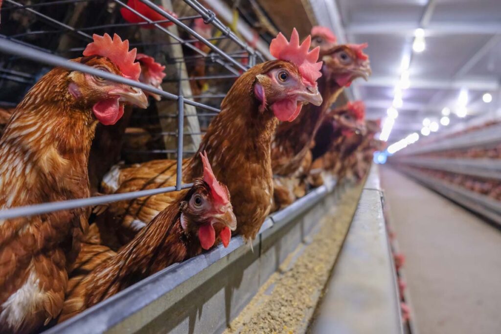Close up of chickens in battery cages, representing the Kroger farm fresh eggs class action.