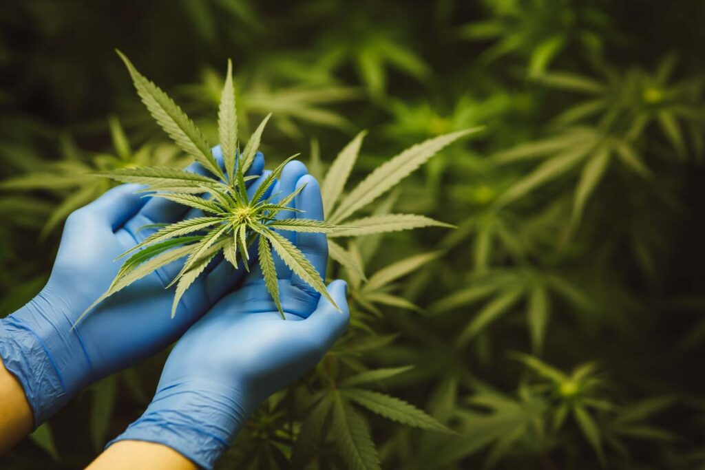 Close up of gloved hands handling a cannabis plant, representing the cannabis ban.