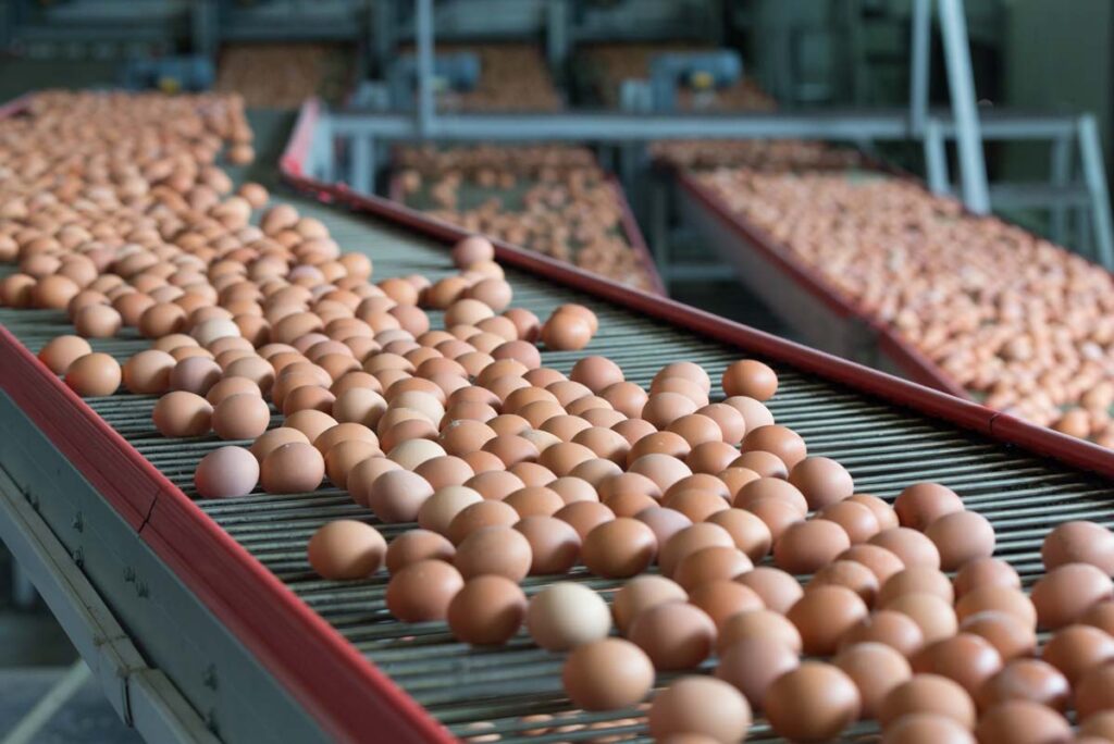 Close up of eggs on a production line in a facility, representing the egg price-fixing trial.