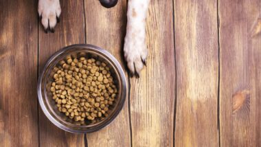 A dog next to a bowl of dry dog food kibble, representing the pet food recall.