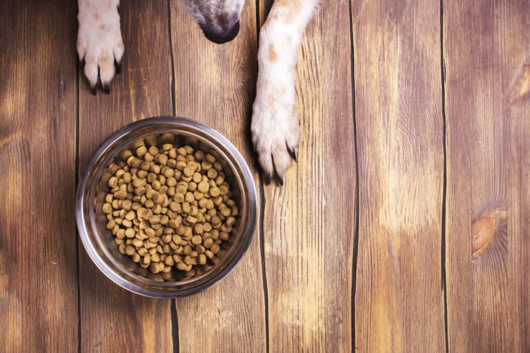 Recall announced for dry dog, cat, catfish food due to potential