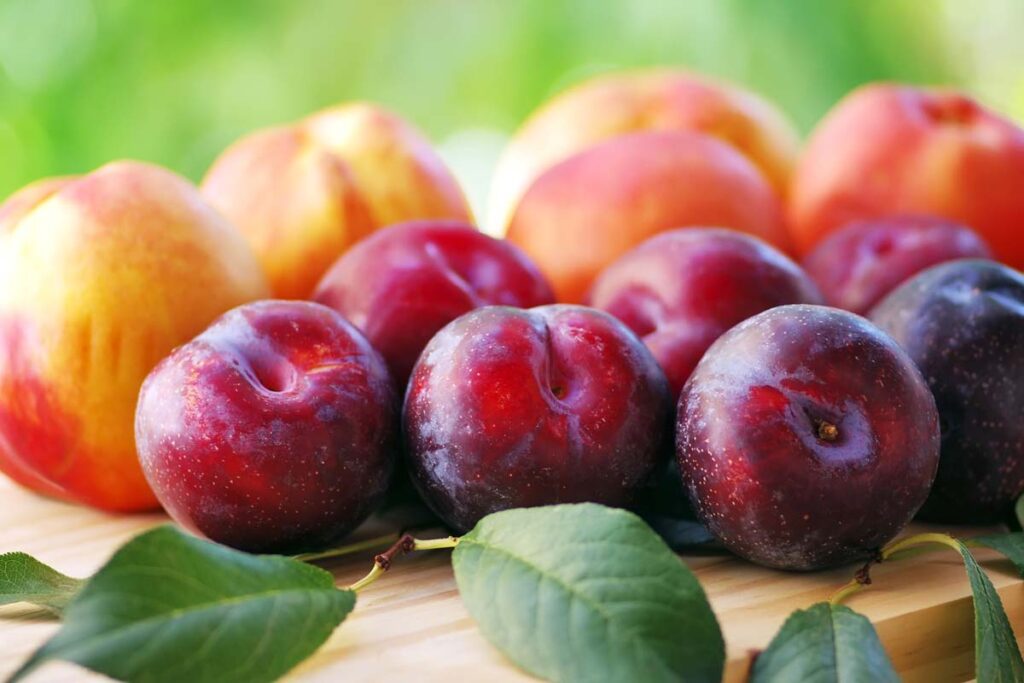 Close up of peaches and plums, representing the peaches, plums and nectarines recall.