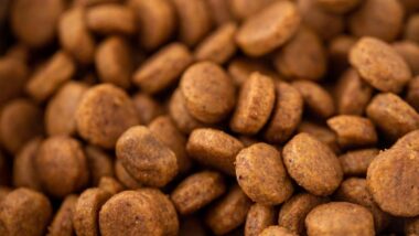 Close up of dry dog kibble, representing the Mid-America pet food class action.