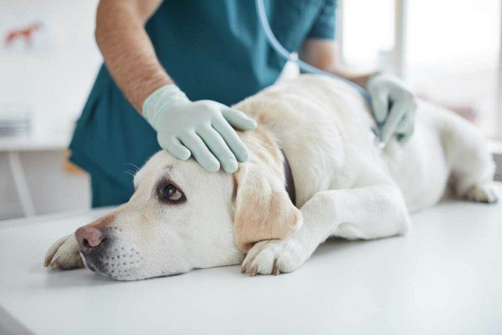 Close up of a dog being examined by a vet, representing the respiratory illness in dogs.