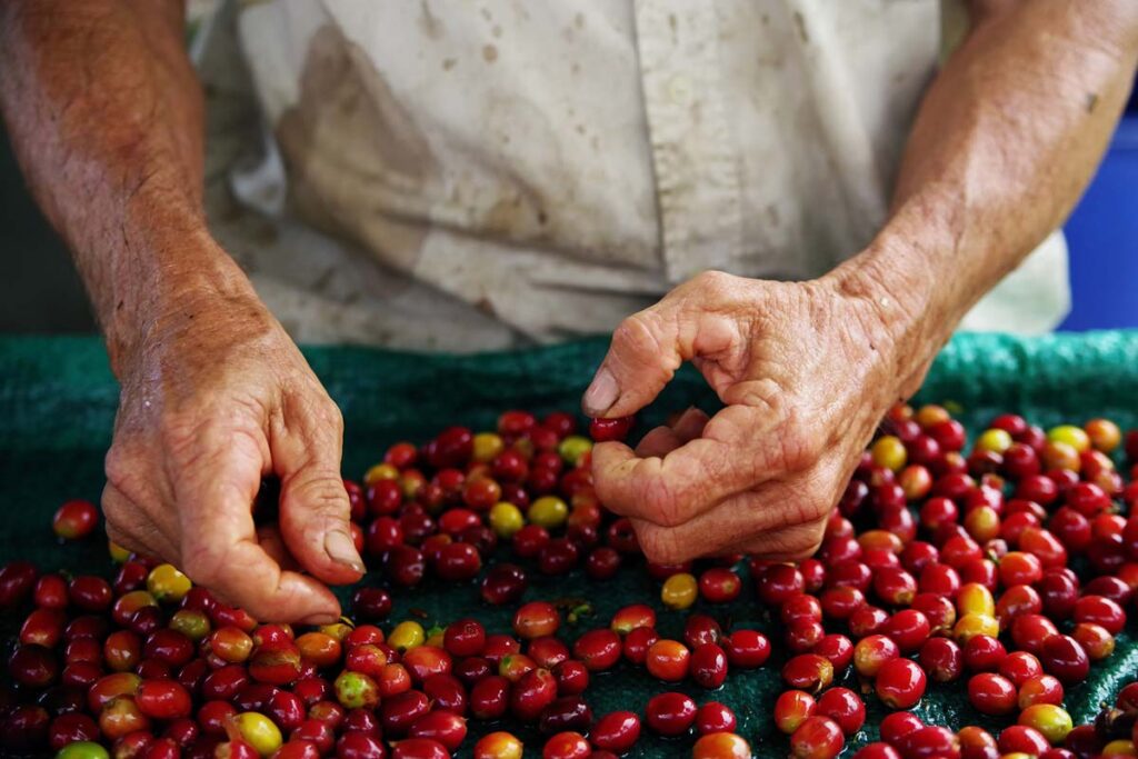 Close up of a mans hands working with raw coffee beans, representing the ABC Stores and Mulvadi Kona coffee class action settlement.