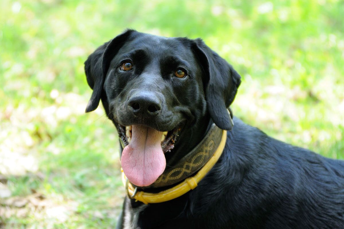 Portrait of a dog in yellow anti-flea dog collar, representing the Seresto flea and tick collars litigation.