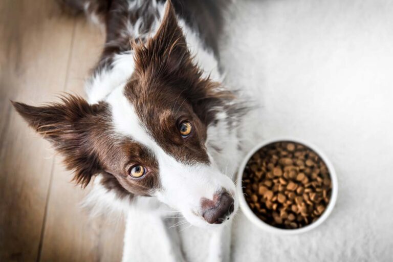 Potential bacterial and chemical contamination leads to nationwide pet food recalls, class actions