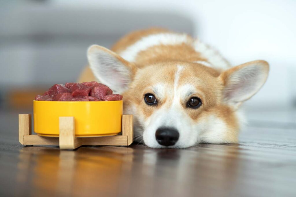A puppy next to a dog bowl of beef, representing the Blue Ridge puppy and kitten food recall.