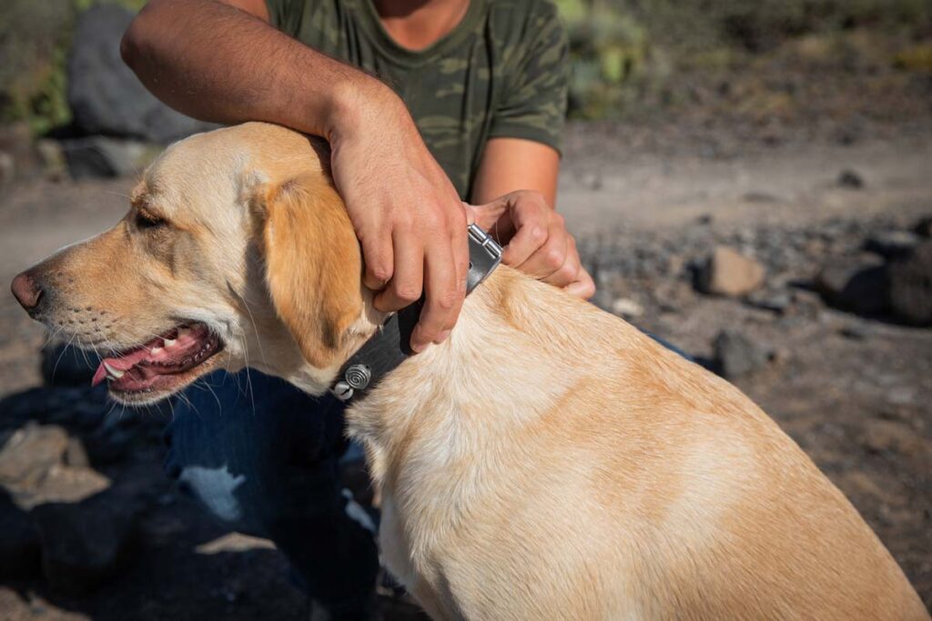 Close up of a man putting a flea and tick collar on his dog, representing the Seresto class action lawsuit settlement.