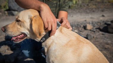 Close up of a man putting a flea and tick collar on his dog, representing the Seresto class action lawsuit settlement.
