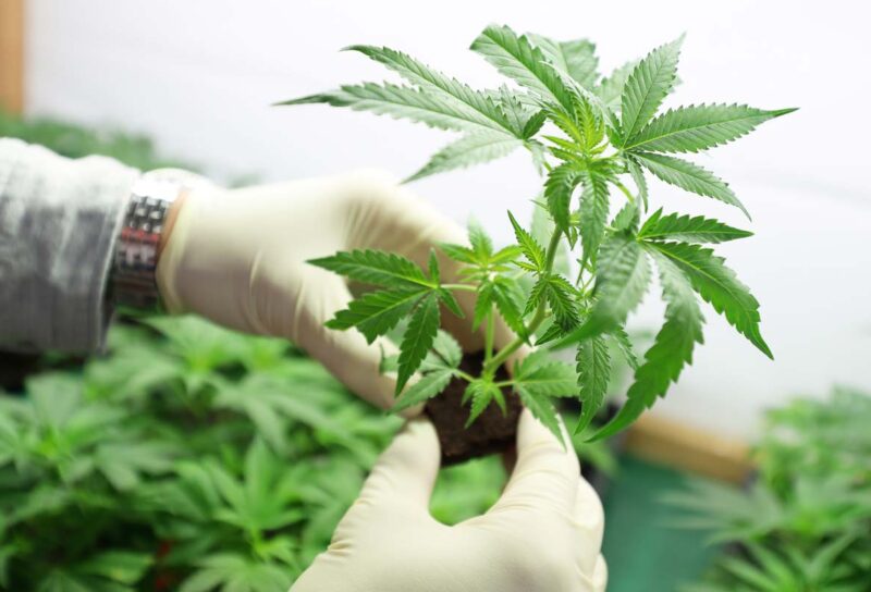 Close up of hands handling a marijuana plant, representing the Biden marijuana reclassification.