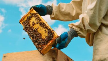 Close up of a beekeeper handling bees at a honey farm, representing the Strange Honey dismissal.