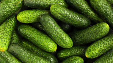 Close up of cucumbers, representing the salmonella recall.