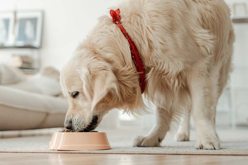 A dog eating kibble from a bowl, representing the actions of the pet class.