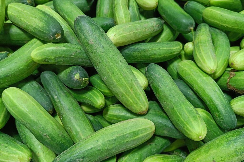 Close up of cucumbers, representing the cucumber salmonella outbreak.