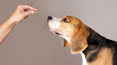 A pet looking at a pill questionably representing the canine supplements.