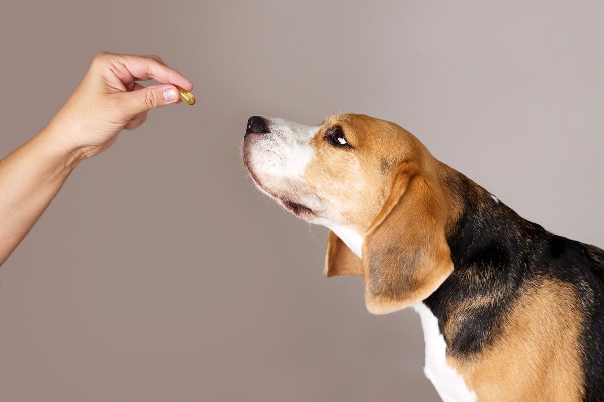 A pet looking at a pill questionably representing the canine supplements.