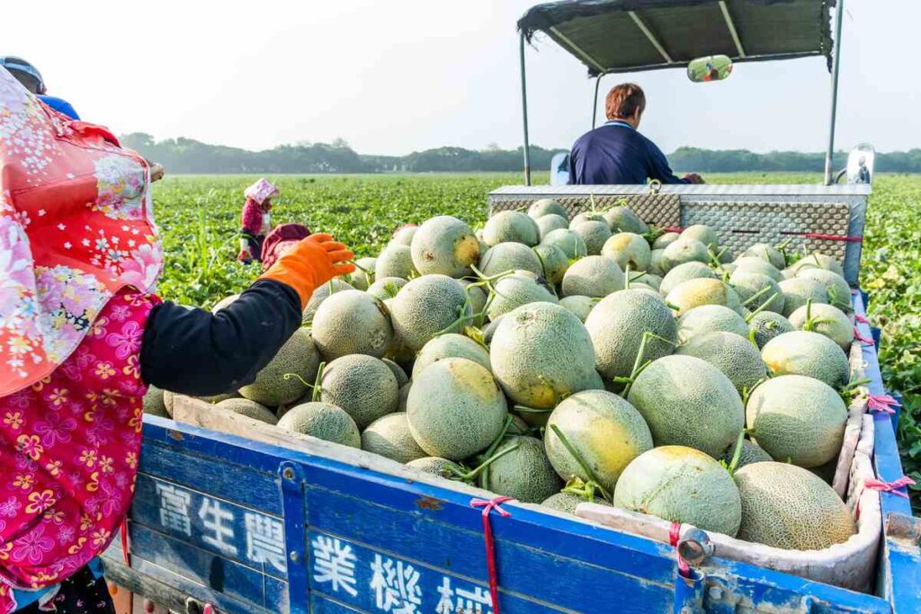 Cantaloupes in a truck representing the cantaloupe recall.