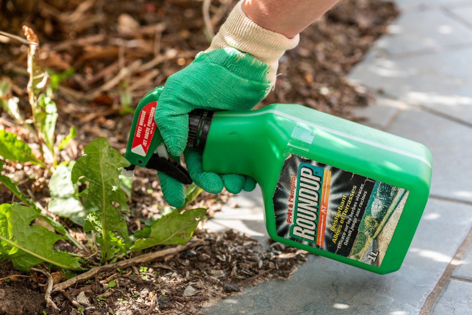 Person wearing gloves sprays weed with Roundup weed killer