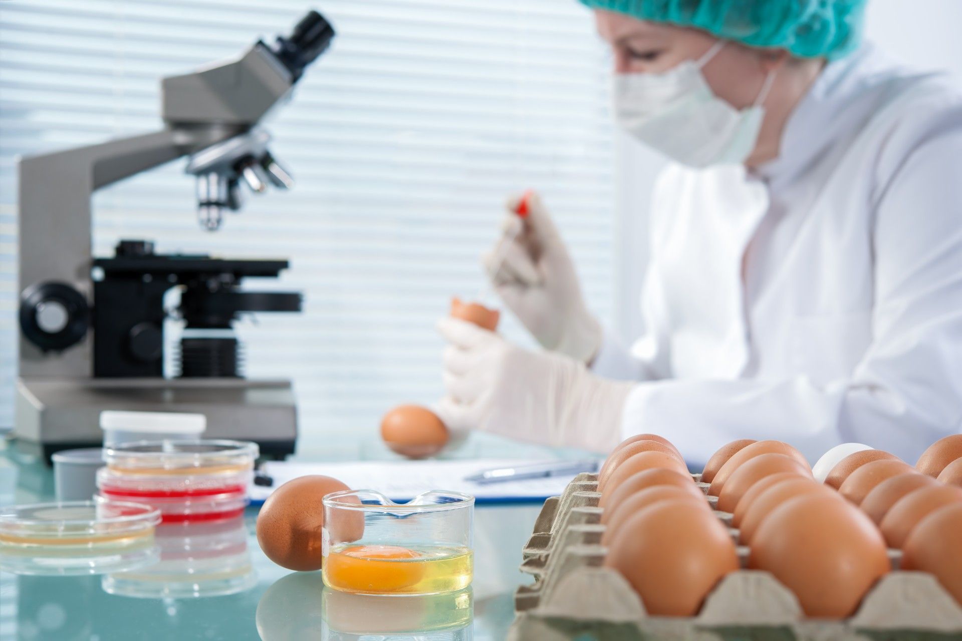 Scientist tests eggs in lab - UK salmonella outbreak