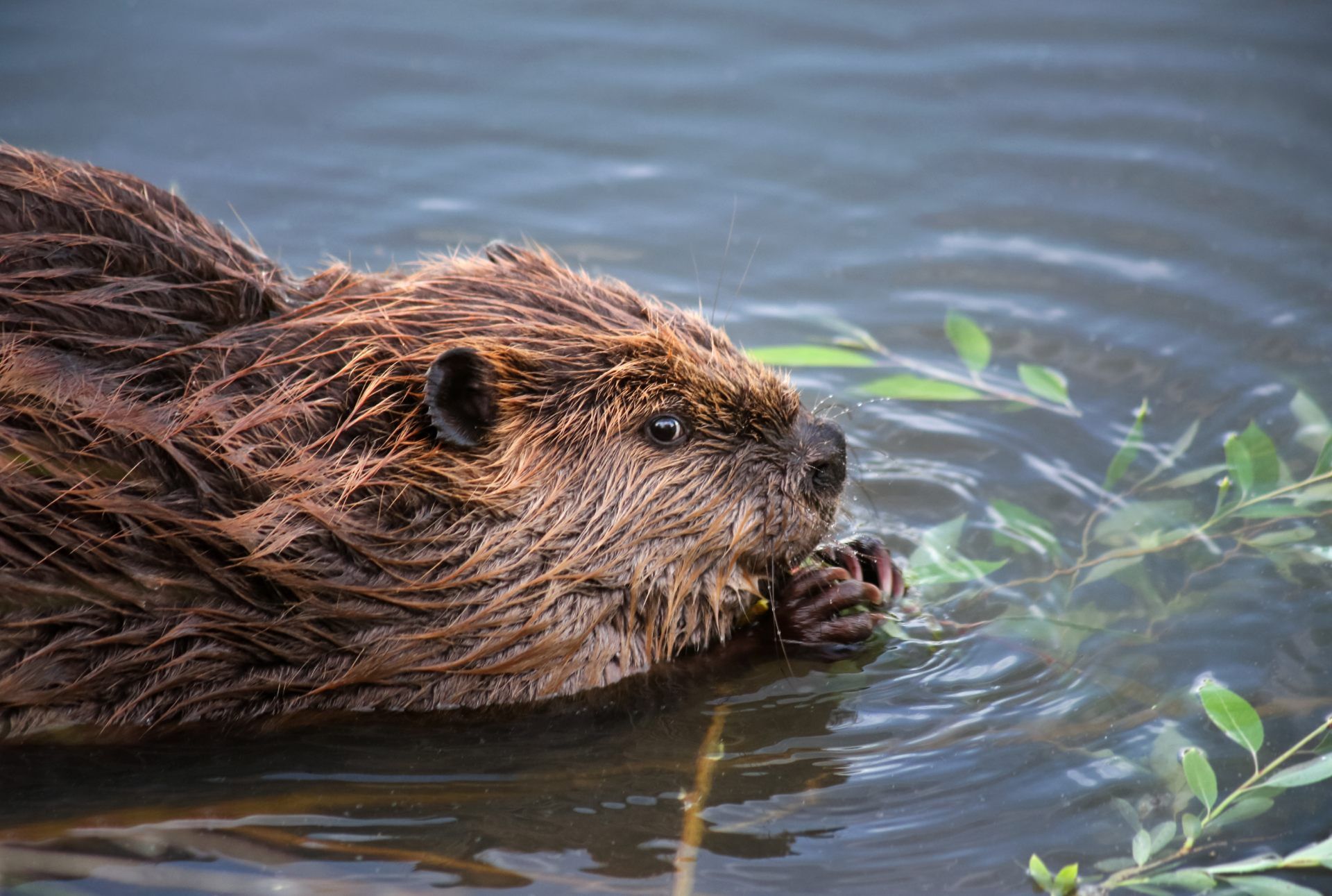 Beaver swimming - right to remain