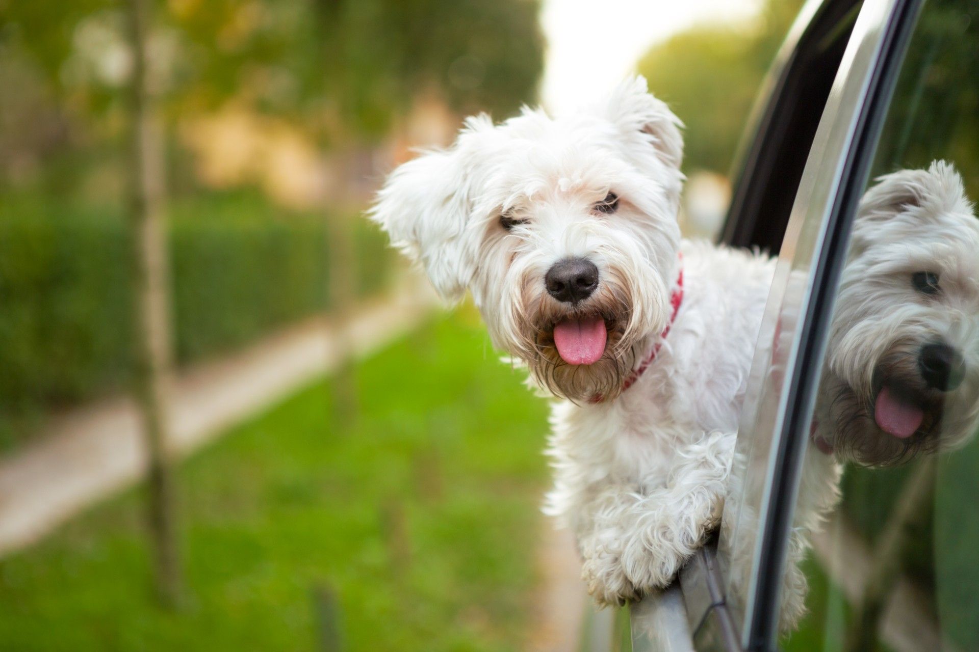 White dog hangs out the rear side window of a car - unrestrained pets